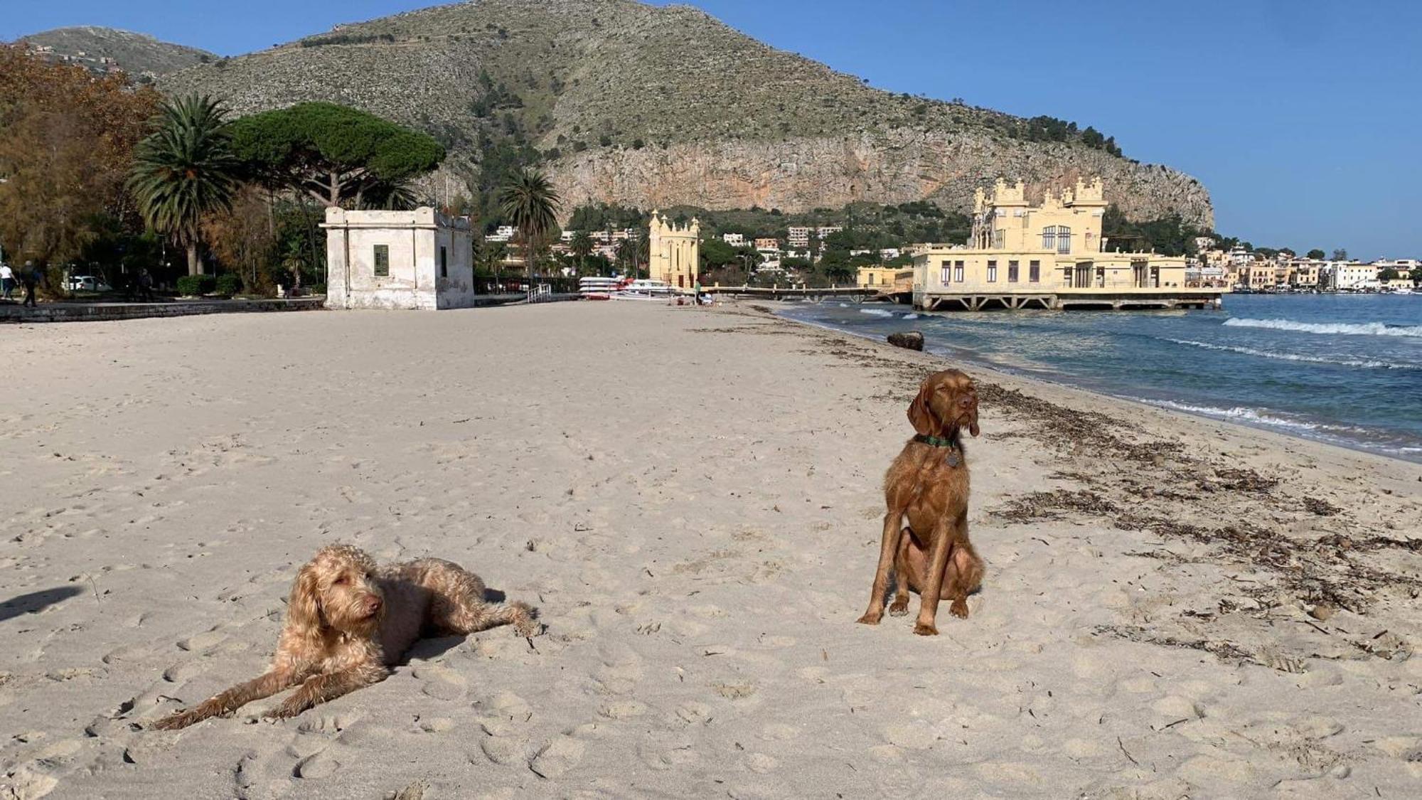 Due Cani Apartment Palermo Esterno foto